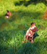 A photo of The African wild dog A photo of The African wild dog