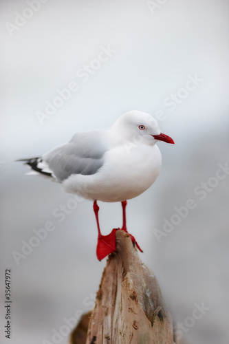 Photo: A photo of A beautiful seagull sitting and relaxing A photo of A beautiful seagull sitting and relaxing