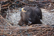 Steppe Eagle Sitting in Nest