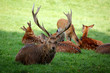 Deers Herd