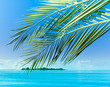 Landscape Palm Concept Landscape Palm Concept