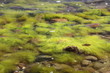 seaweed