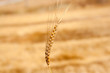cereal spike in wheat golden field cereal spike in wheat golden field