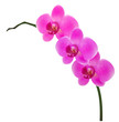 orchid