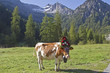 Almabtrieb 2011