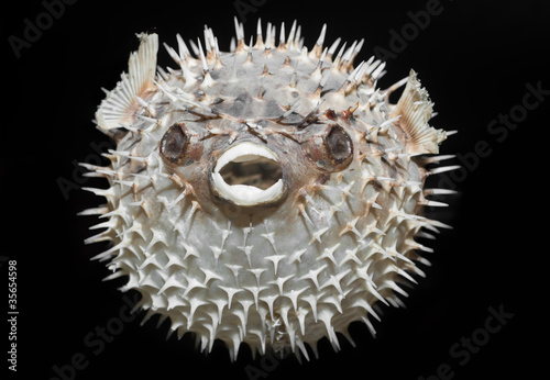 Photo: Long-spine porcupinefish - Diodon holocanthus Long-spine porcupinefish - Diodon holocanthus