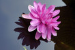 Photo: Lotus - pink water lily Lotus - pink water lily