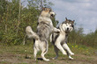 communication  chien - alaskan malamute