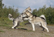 combat de deux alaskan malamute - hiérarchie
