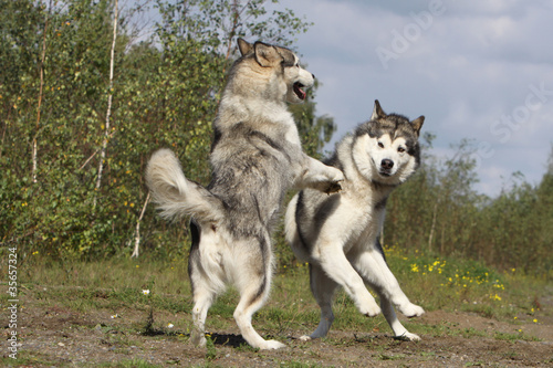 Foto: communication chien - alaskan malamute communication chien - alaskan malamute