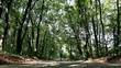Waldlauf