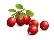 Cranberry Fruit
