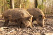 Wildschweine