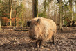 Wildschwein