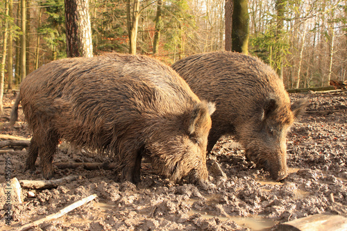 Foto: Wildschweine Wildschweine