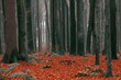 Forest in autumn