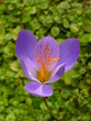 Pracht-Herbstkrokus Pracht-Herbstkrokus