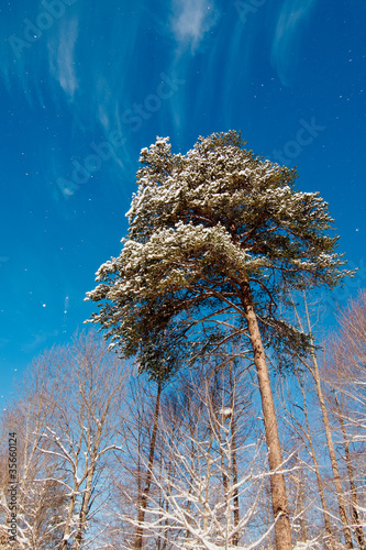 Photo: Pine Tree With Blowing Snow Pine Tree With Blowing Snow