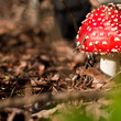 Pilz rot weiß