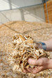 Hand mit Holz Hackschnitzel