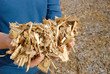 Photo: Hand mit Holz Hackschnitzel Hand mit Holz Hackschnitzel