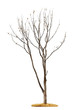 Tree on white background
