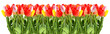 Bunch of tulips