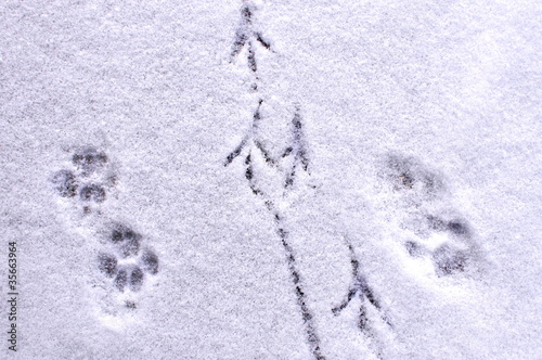 Photo: Fährte Fährte