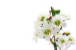 Chamelaucium (waxflower)