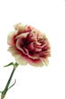 yellow purple carnation isolated on white background
