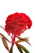 Red Celosia Argentea