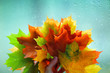 Colorful autumn leaves Colorful autumn leaves