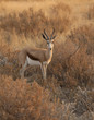 Foto: Antilope Springbok Antilope Springbok
