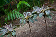 young plant