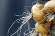 Onions macro