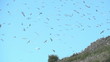 Birds colony Birds colony