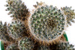 Foto: Cactus on a white background Cactus on a white background