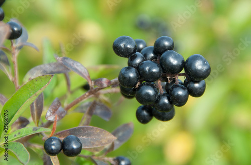 Foto: Beeren an einem Strauch des Gewöhnlichen Liguster, Ligustrum vu Beeren an einem Strauch des Gewöhnlichen Liguster, Ligustrum vu
