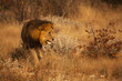 Leone affamato