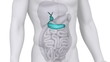 Male PANCREAS medical scan anatomy in white loop