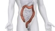Male COLON medical scan anatomy in white loop
