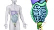 Male scan ABDOMINAL ORGANS anatomy in white loop