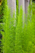 vertical lines