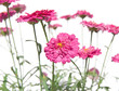 pink marguerite closeup pink marguerite closeup