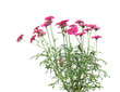 small marguerite bush, isolated small marguerite bush, isolated