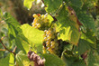 Mosel, Weissweintrauben