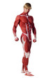Muscle man. Bodyart