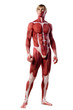 muscle man front view
