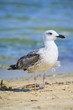 seagull