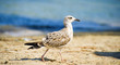 seagull